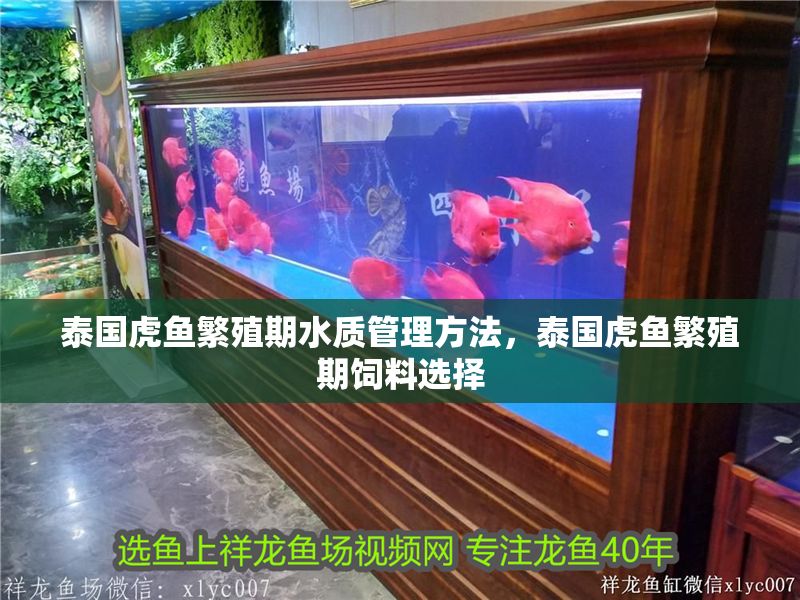 泰國虎魚繁殖期水質管理方法，泰國虎魚繁殖期飼料選擇 泰國虎魚繁殖期水質管理方法，泰國虎魚繁殖期飼料選擇 虎魚百科 第1張