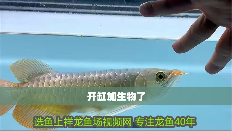 開(kāi)缸加生物了