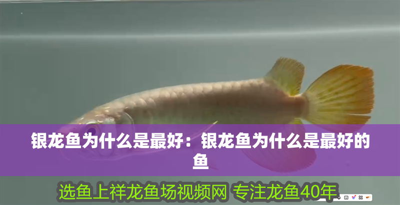 銀龍魚為什么是最好：銀龍魚為什么是最好的魚