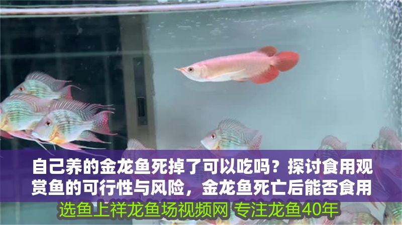 自己養(yǎng)的金龍魚(yú)死掉了可以吃嗎？探討食用觀賞魚(yú)的可行性與風(fēng)險(xiǎn)，金龍魚(yú)死亡后能否食用？解析觀賞魚(yú)食用的安全與風(fēng)險(xiǎn) 自己養(yǎng)的金龍魚(yú)死掉了可以吃嗎？探討食用觀賞魚(yú)的可行性與風(fēng)險(xiǎn)，金龍魚(yú)死亡后能否食用？解析觀賞魚(yú)食用的安全與風(fēng)險(xiǎn) 龍魚(yú)常見(jiàn)疾病 第1張