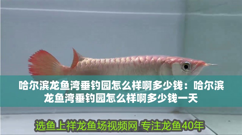 哈爾濱龍魚灣垂釣園怎么樣啊多少錢：哈爾濱龍魚灣垂釣園怎么樣啊多少錢一天