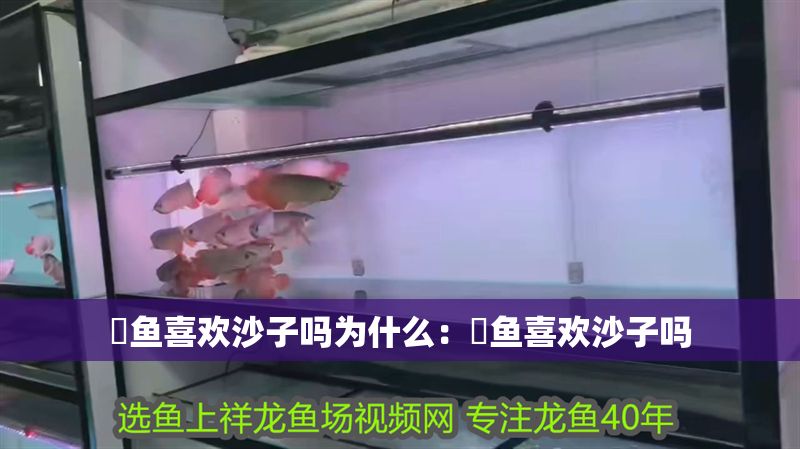 魟魚喜歡沙子嗎為什么：魟魚喜歡沙子嗎