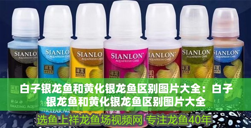 白子銀龍魚和黃化銀龍魚區別圖片大全：白子銀龍魚和黃化銀龍魚區別圖片大全