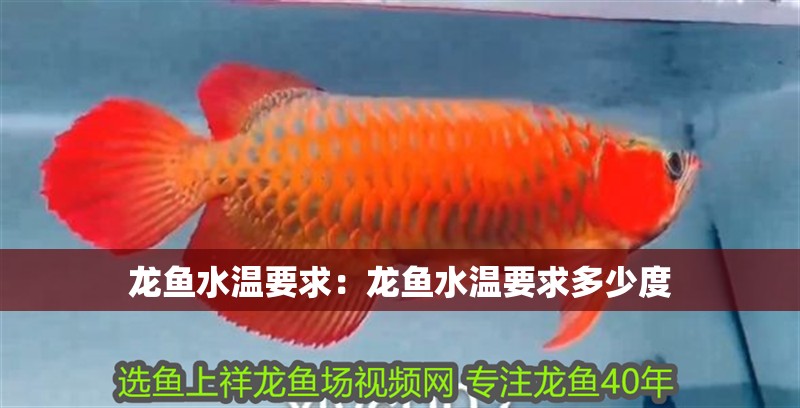 龍魚水溫要求:龍魚水溫要求多少度 水族問答 龍魚水溫要求:龍魚水溫要求多少度 龍魚水溫要求:龍魚水溫要求多少度 水族問答