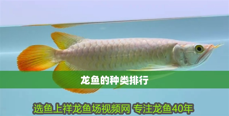 龍魚的種類排行