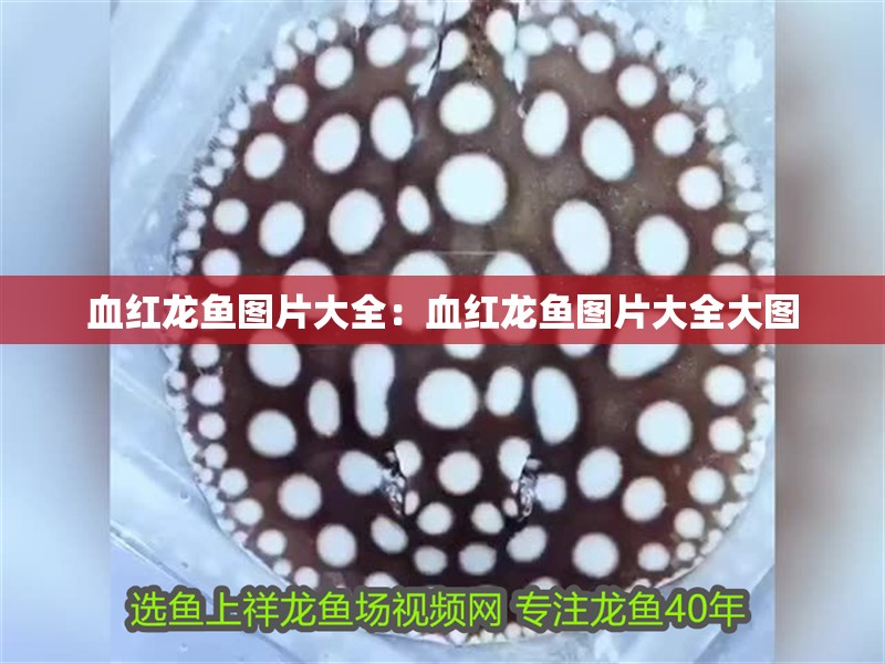 血紅龍魚圖片大全：血紅龍魚圖片大全大圖