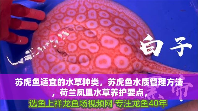 蘇虎魚適宜的水草種類，蘇虎魚水質管理方法，荷蘭鳳凰水草養護要點，