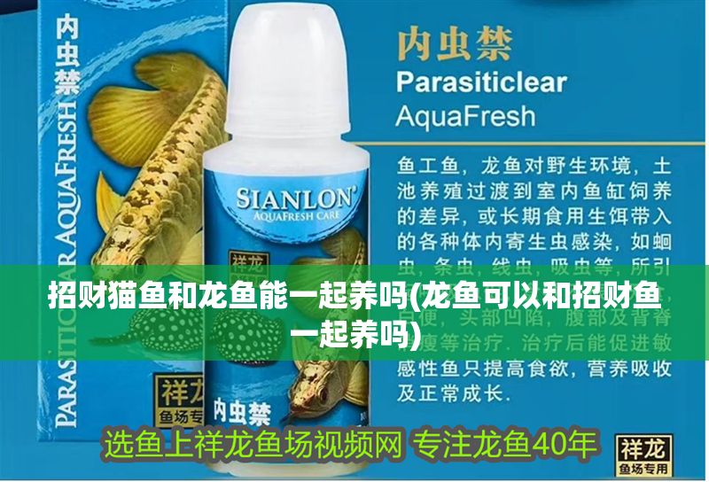 招財貓魚和龍魚能一起養(yǎng)嗎(龍魚可以和招財魚一起養(yǎng)嗎)