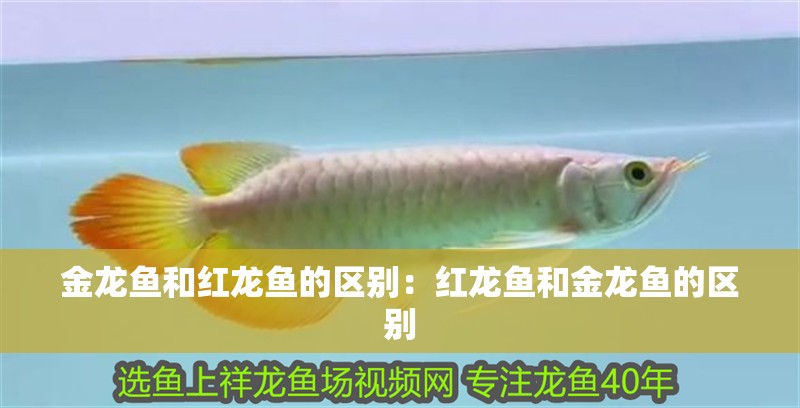 金龍魚和紅龍魚的區別:紅龍魚和金龍魚的區別 龍魚百科 第2張 金龍魚和紅龍魚的區別:紅龍魚和金龍魚的區別 金龍魚和紅龍魚的區別:紅龍魚和金龍魚的區別 龍魚百科 第2張