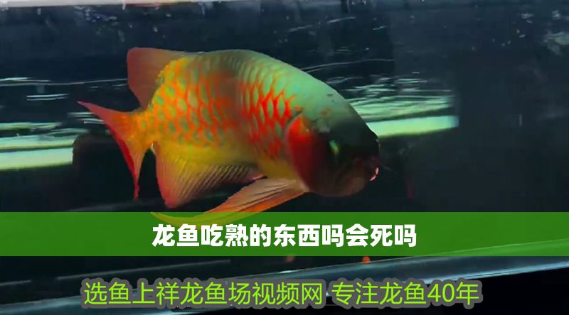龍魚吃熟的東西嗎會(huì)死嗎