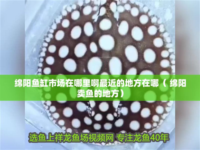 綿陽魚缸市場在哪里啊最近的地方在哪（ 綿陽賣魚的地方）