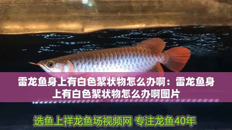 雷龍魚(yú)身上有白色絮狀物怎么辦啊：雷龍魚(yú)身上有白色絮狀物怎么辦啊圖片