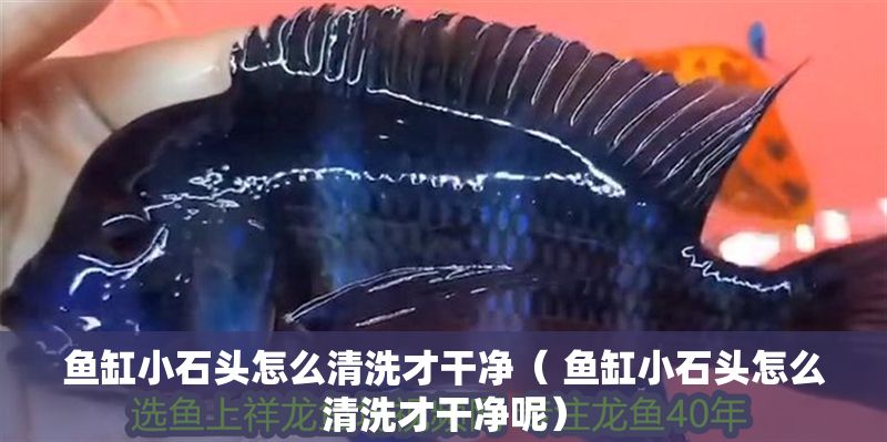 魚缸小石頭怎么清洗才干凈（ 魚缸小石頭怎么清洗才干凈呢）