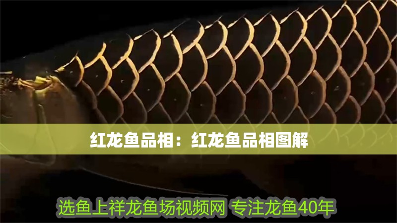 紅龍魚品相：紅龍魚品相圖解