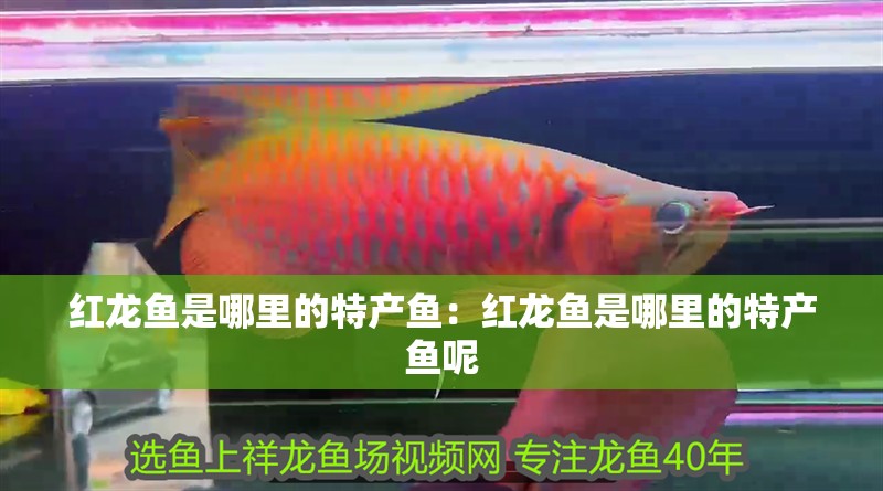 紅龍魚是哪里的特產魚：紅龍魚是哪里的特產魚呢