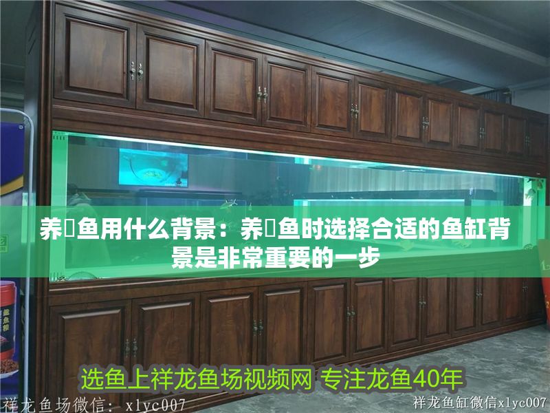 養魟魚用什么背景：養魟魚時選擇合適的魚缸背景是非常重要的一步 養魟魚用什么背景：養魟魚時選擇合適的魚缸背景是非常重要的一步 魟魚百科 第2張