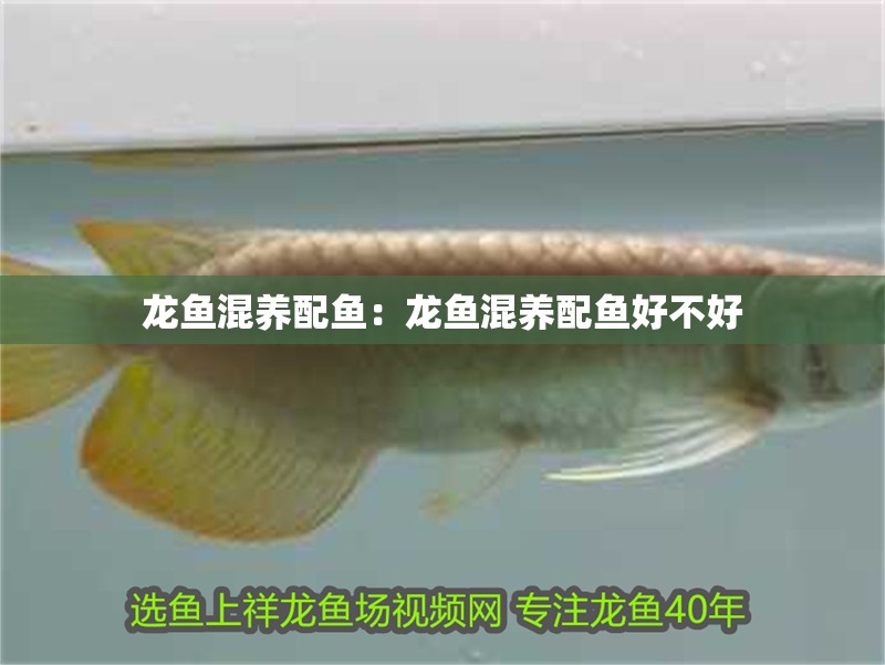龍魚混養配魚：龍魚混養配魚好不好