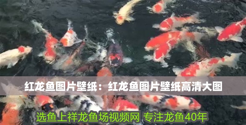 紅龍魚圖片壁紙：紅龍魚圖片壁紙高清大圖