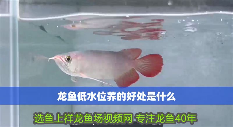 龍魚低水位養的好處是什么