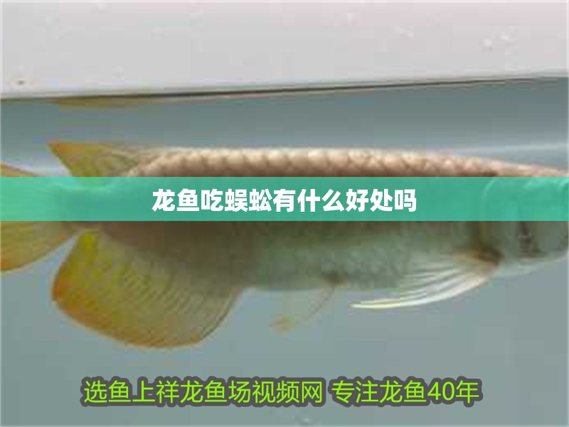 龍魚吃蜈蚣有什么好處嗎
