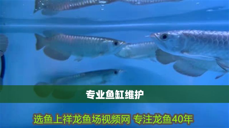 專業魚缸維護