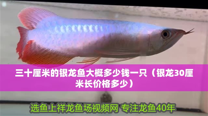 三十厘米的銀龍魚大概多少錢一只（銀龍30厘米長價格多少）