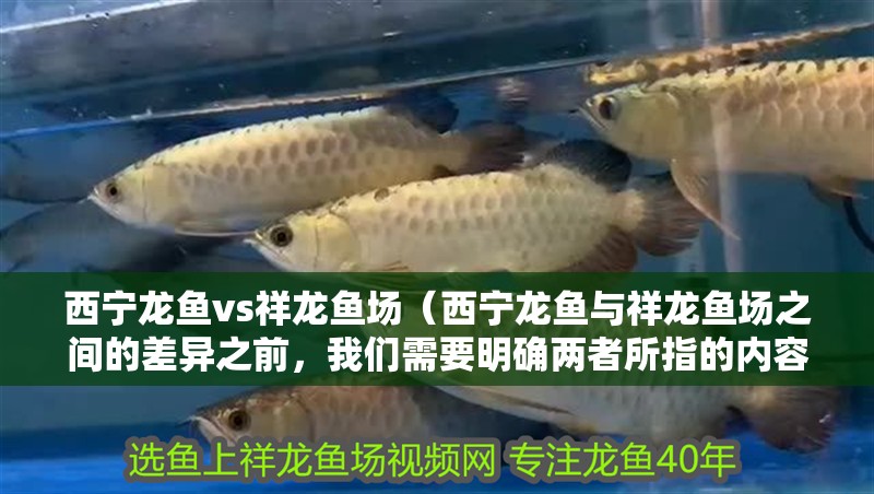 西寧龍魚(yú)vs祥龍魚(yú)場(chǎng)(西寧龍魚(yú)與祥龍魚(yú)場(chǎng)之間的差異之前,我們需要明確兩者所指的內(nèi)容) 全國(guó)水族館企業(yè)名錄 第1張 西寧龍魚(yú)vs祥龍魚(yú)場(chǎng)(西寧龍魚(yú)與祥龍魚(yú)場(chǎng)之間的差異之前,我們需要明確兩者所指的內(nèi)容) 西寧龍魚(yú)vs祥龍魚(yú)場(chǎng)(西寧龍魚(yú)與祥龍魚(yú)場(chǎng)之間的差異之前,我們需要明確兩者所指的內(nèi)容) 全國(guó)水族館企業(yè)名錄 第1張