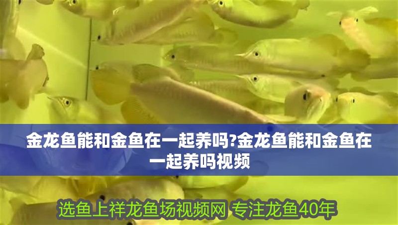金龍魚能和金魚在一起養嗎?金龍魚能和金魚在一起養嗎視頻