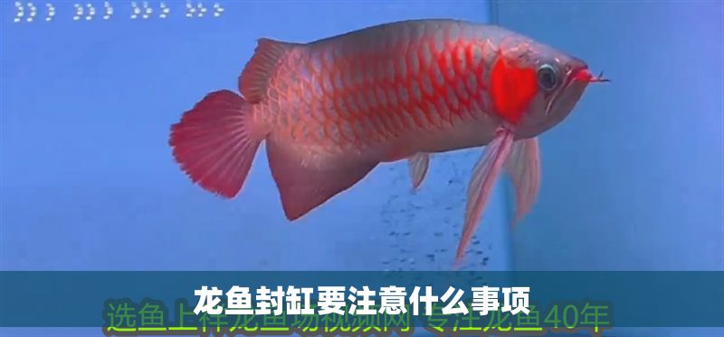 龍魚(yú)封缸要注意什么事項(xiàng)