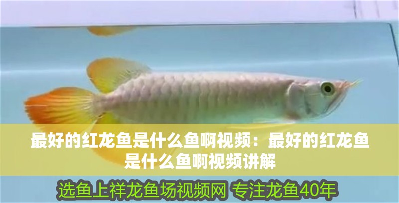 最好的紅龍魚是什么魚啊視頻：最好的紅龍魚是什么魚啊視頻講解