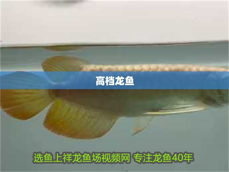 高檔龍魚
