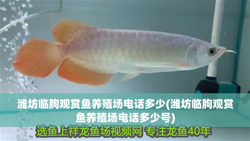 濰坊臨朐觀賞魚養(yǎng)殖場電話多少(濰坊臨朐觀賞魚養(yǎng)殖場電話多少號) 濰坊臨朐觀賞魚養(yǎng)殖場電話多少(濰坊臨朐觀賞魚養(yǎng)殖場電話多少號) 龍魚百科 第1張
