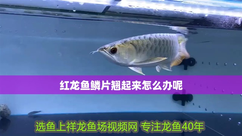 紅龍魚鱗片翹起來怎么辦呢