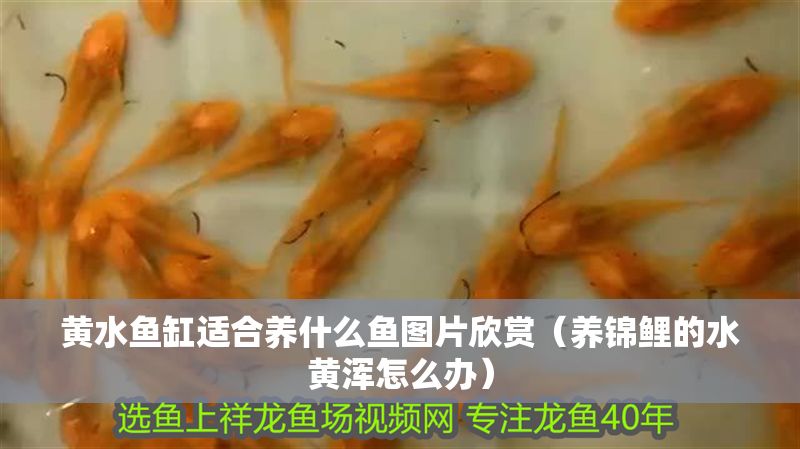 黃水魚(yú)缸適合養(yǎng)什么魚(yú)圖片欣賞（養(yǎng)錦鯉的水黃渾怎么辦）