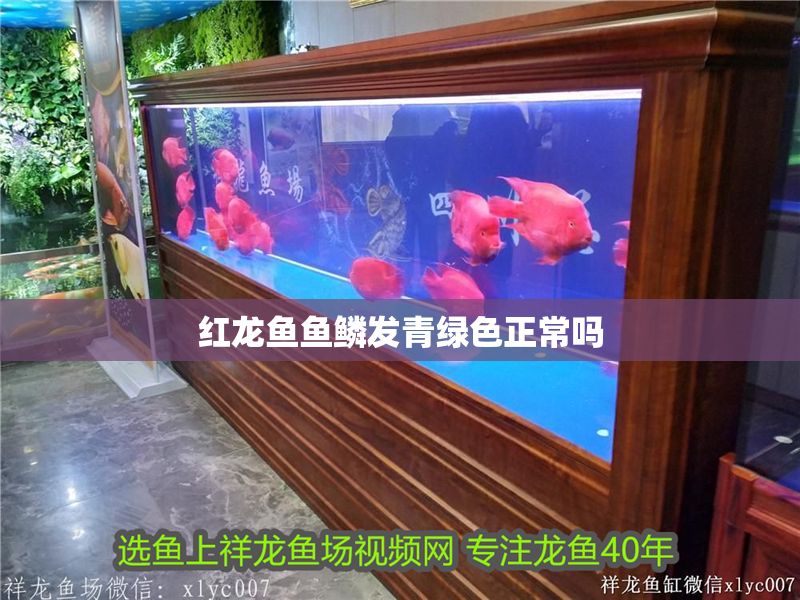 紅龍魚魚鱗發(fā)青綠色正常嗎