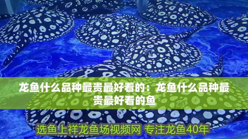 龍魚(yú)什么品種最貴最好看的：龍魚(yú)什么品種最貴最好看的魚(yú)