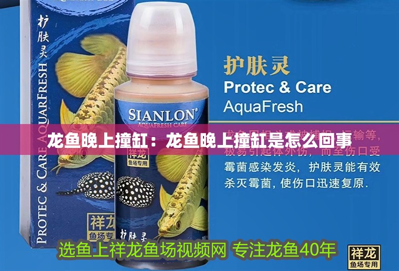 龍魚晚上撞缸：龍魚晚上撞缸是怎么回事