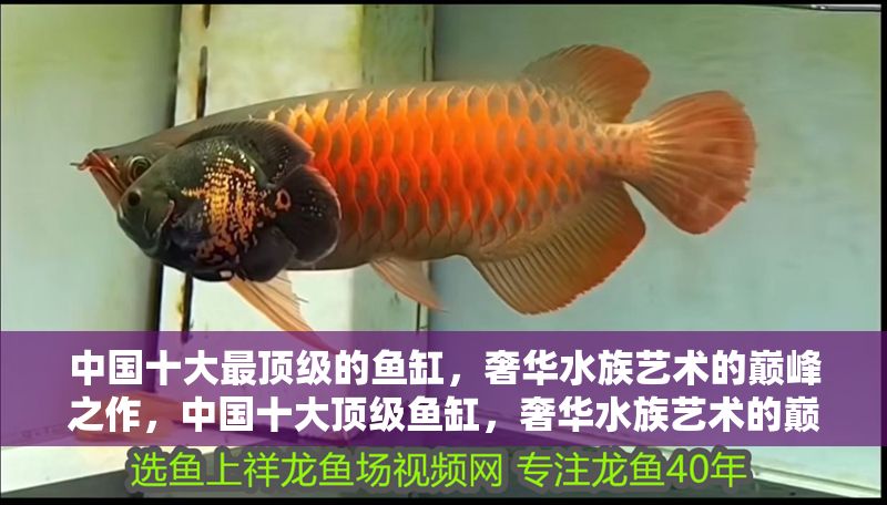 中國十大最頂級的魚缸，奢華水族藝術的巔峰之作，中國十大頂級魚缸，奢華水族藝術的巔峰之作