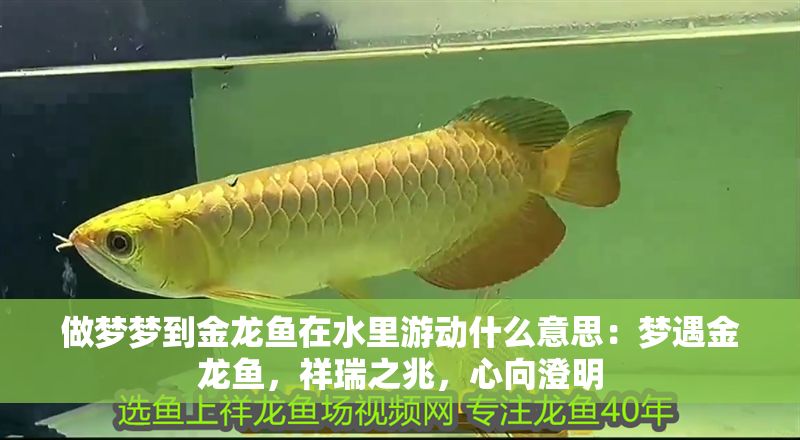 做夢夢到金龍魚在水里游動什么意思：夢遇金龍魚，祥瑞之兆，心向澄明