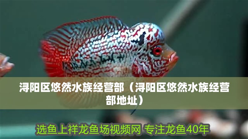 潯陽區悠然水族經營部(潯陽區悠然水族經營部地址) 全國水族館企業名錄 第1張 潯陽區悠然水族經營部(潯陽區悠然水族經營部地址) 潯陽區悠然水族經營部(潯陽區悠然水族經營部地址) 全國水族館企業名錄 第1張