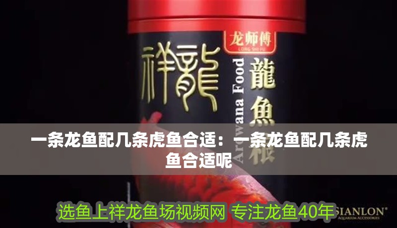 一條龍魚配幾條虎魚合適：一條龍魚配幾條虎魚合適呢