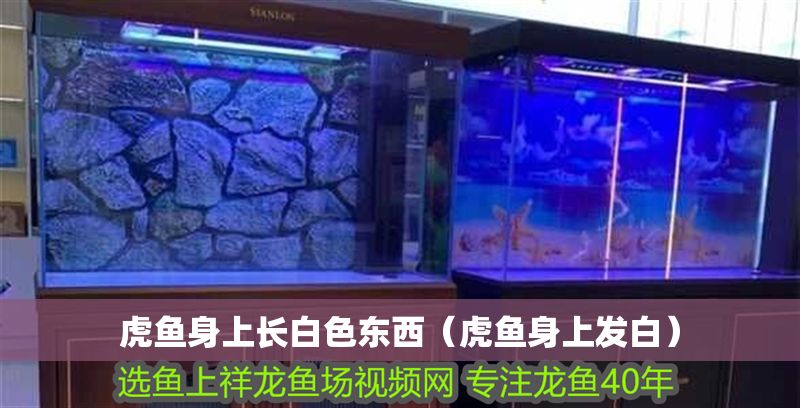 虎魚身上長白色東西(虎魚身上發白) 虎魚百科 第1張 虎魚身上長白色東西(虎魚身上發白) 虎魚身上長白色東西(虎魚身上發白) 虎魚百科 第1張