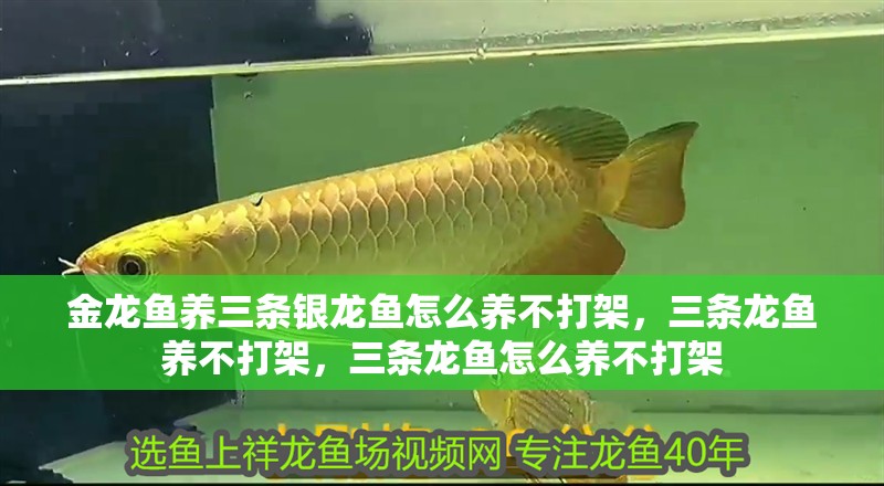 金龍魚(yú)養(yǎng)三條銀龍魚(yú)怎么養(yǎng)不打架，三條龍魚(yú)養(yǎng)不打架，三條龍魚(yú)怎么養(yǎng)不打架