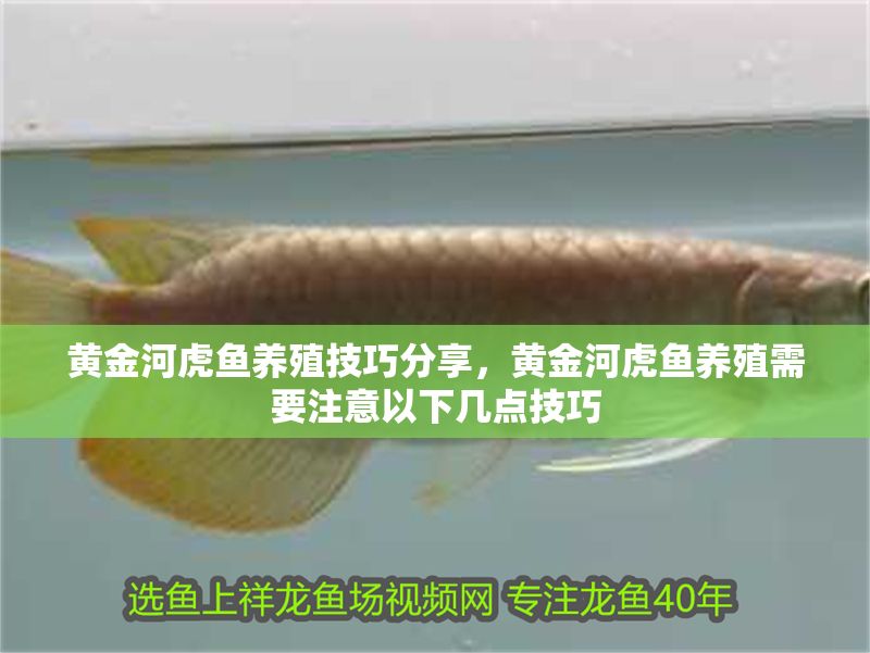 黃金河虎魚(yú)養(yǎng)殖技巧分享，黃金河虎魚(yú)養(yǎng)殖需要注意以下幾點(diǎn)技巧