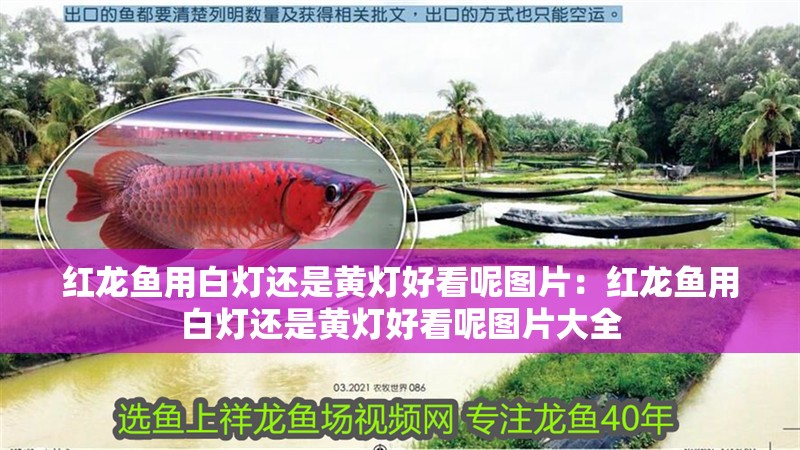 紅龍魚用白燈還是黃燈好看呢圖片：紅龍魚用白燈還是黃燈好看呢圖片大全