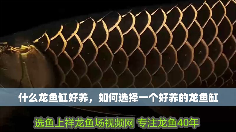 什么龍魚缸好養，如何選擇一個好養的龍魚缸 什么龍魚缸好養，如何選擇一個好養的龍魚缸 魚缸百科 第2張