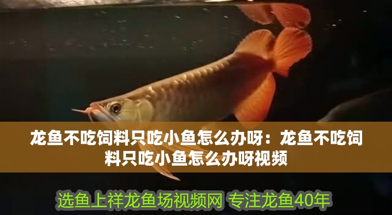 龍魚不吃飼料只吃小魚怎么辦呀：龍魚不吃飼料只吃小魚怎么辦呀視頻