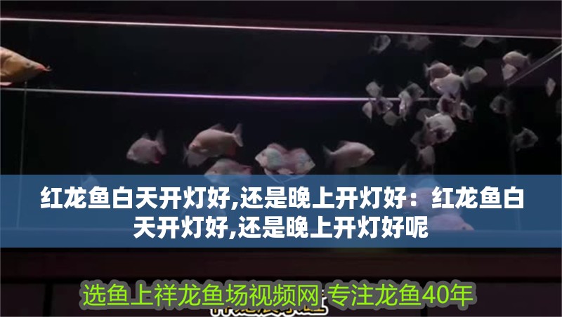 紅龍魚白天開燈好,還是晚上開燈好：紅龍魚白天開燈好,還是晚上開燈好呢