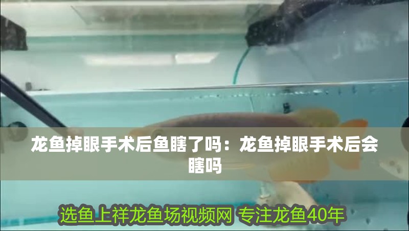 龍魚掉眼手術后魚瞎了嗎：龍魚掉眼手術后會瞎嗎