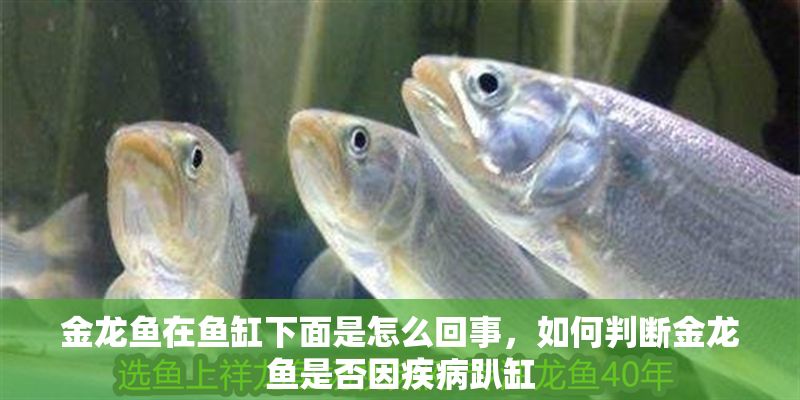 金龍魚在魚缸下面是怎么回事，如何判斷金龍魚是否因疾病趴缸 金龍魚在魚缸下面是怎么回事，如何判斷金龍魚是否因疾病趴缸 魚缸百科 第2張